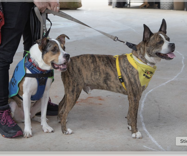 Medium Photo #7 American Staffordshire Terrier-Boxer Mix Puppy For Sale in Decatur, GA, USA
