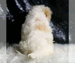 Small #4 Maltipoo (Miniature)
