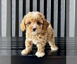 Cavapoo Puppy for sale in FRANKLIN, IN, USA