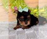 Small #2 Yorkshire Terrier