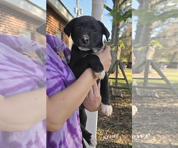 Medium Photo #1 Catahoula Leopard Dog-Labrador Retriever Mix Puppy For Sale in Oakhurst, NJ, USA