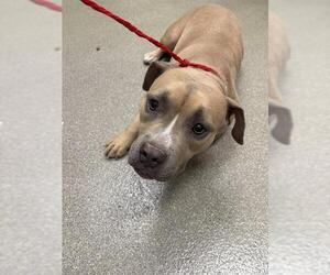 Bulldog-Unknown Mix Dogs for adoption in Las Vegas, NV, USA