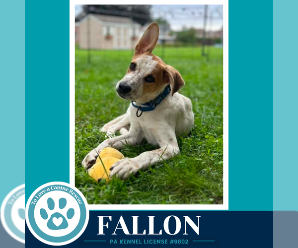 Medium Photo #3 Mutt Puppy For Sale in Kimberton, PA, USA