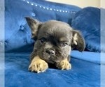Small Photo #20 French Bulldog Puppy For Sale in BAKERSFIELD, CA, USA