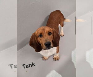 Mutt Dogs for adoption in Brookville, OH, USA