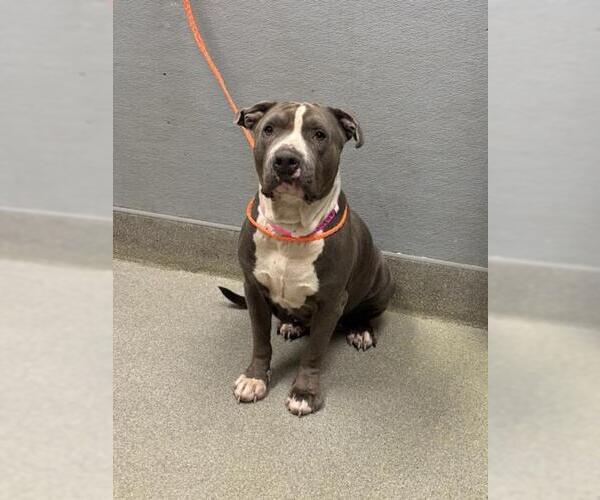 Medium Photo #1 American Pit Bull Terrier-Unknown Mix Puppy For Sale in Las Vegas, NV, USA