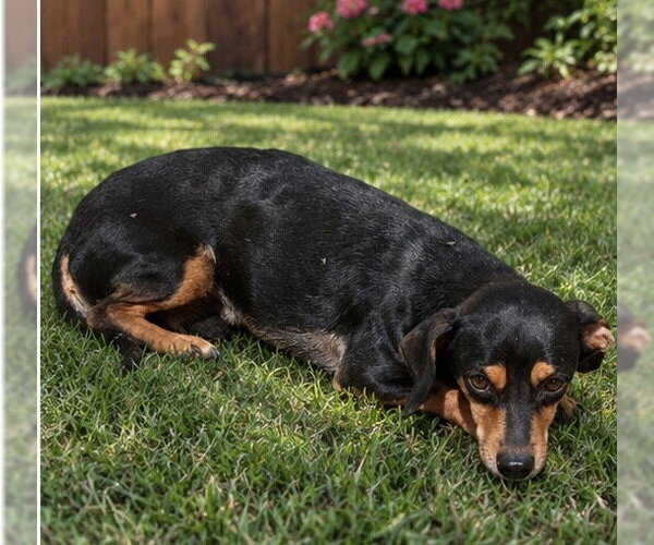 Medium Photo #2 Dachshund-Unknown Mix Puppy For Sale in Apple Valley, CA, USA