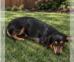 Small Photo #2 Dachshund-Unknown Mix Puppy For Sale in Apple Valley, CA, USA