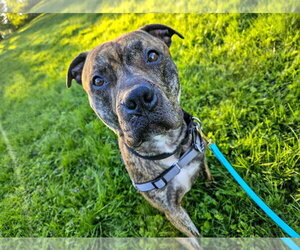 Floyd - Male Mutt Dog for Adoption