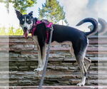 Small #3 Siberian Husky Mix