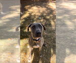 Small Great Dane Mix