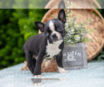 Small #4 Boston Terrier