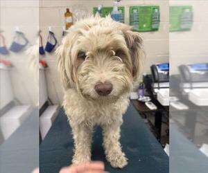 Silky Terrier Dogs for adoption in Mobile, AL, USA