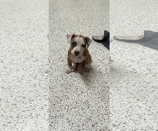 Medium Photo #2 Mutt Puppy For Sale in Holly Springs, NC, USA