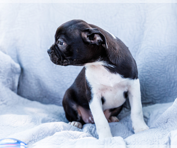 Medium Photo #11 Boston Terrier Puppy For Sale in WAKARUSA, IN, USA