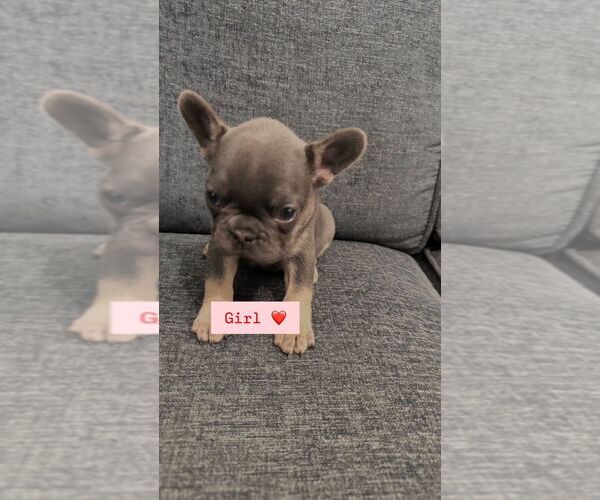 Medium Photo #2 French Bulldog Puppy For Sale in RIALTO, CA, USA
