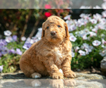 Puppy Callie Goldendoodle (Miniature)