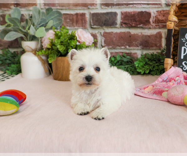 Medium Photo #14 West Highland White Terrier Puppy For Sale in SYRACUSE, IN, USA