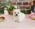 Small #13 West Highland White Terrier