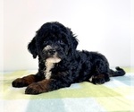 Small #4 Bernedoodle (Miniature)
