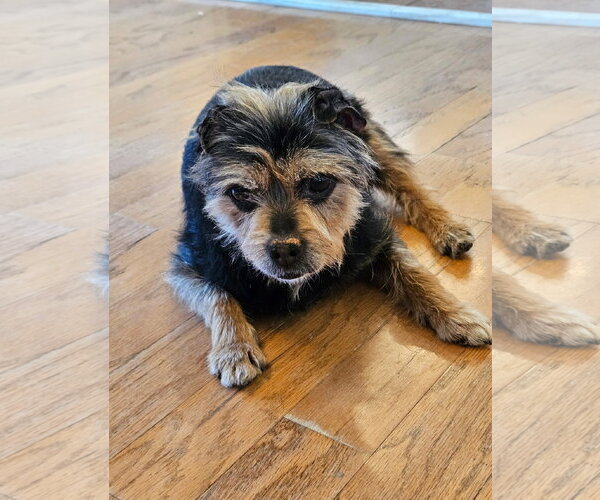 Medium Photo #8 Mutt Puppy For Sale in Arlington, VA, USA