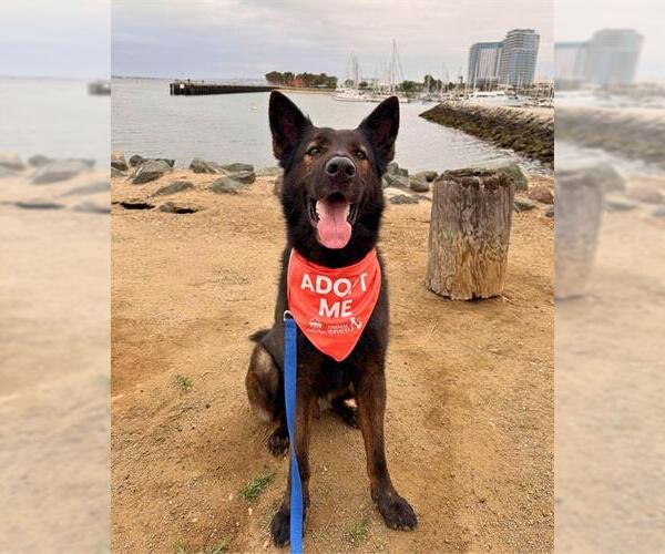 Medium Photo #2 German Shepherd Dog Puppy For Sale in Chula Vista, CA, USA