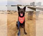 Small #1 German Shepherd Dog