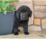 Small #2 Newfoundland