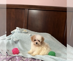 Poodle (Toy)-Yorkshire Terrier Mix Puppy for sale in BENSON, NC, USA