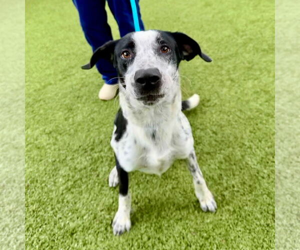 Medium Photo #2 Mutt Puppy For Sale in Hilton Head, SC, USA