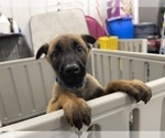 Small Photo #40 Belgian Malinois Puppy For Sale in REESEVILLE, WI, USA