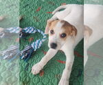 Small Catahoula Leopard Dog