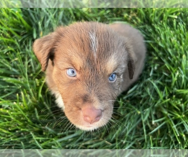 Medium Photo #7 Australian Shepherd Puppy For Sale in RICHMOND, KY, USA
