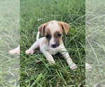 Puppy Princess Jack Russell Terrier