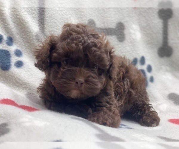 Medium Photo #9 ShihPoo Puppy For Sale in LAKELAND, FL, USA