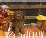 Small #2 Cavapoo