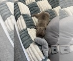 Small #6 French Bulldog