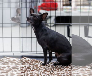 Chihuahua Dogs for adoption in The Woodlands, TX, USA