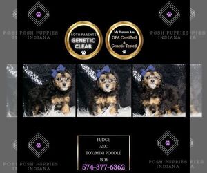 Poodle (Miniature) Puppy for sale in WARSAW, IN, USA