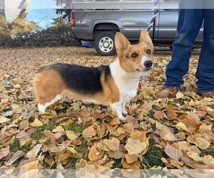 Mutt Dogs for adoption in Denver , CO, USA