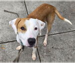 Small #2 American Pit Bull Terrier