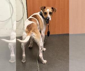 Mutt Dogs for adoption in Santa Cruz, CA, USA