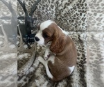 Small #6 Cavalier King Charles Spaniel