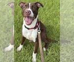Small American Staffordshire Terrier