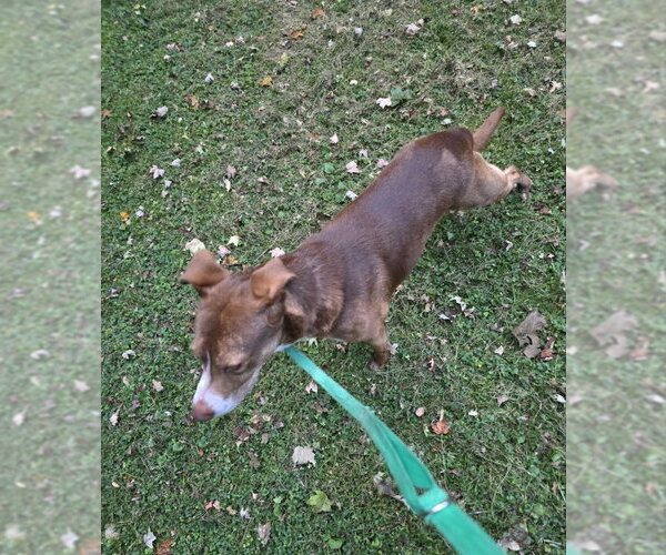 Medium Photo #8 Mutt Puppy For Sale in Winston Salem, NC, USA