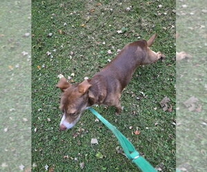 Scooby-Doo - Male Mutt Dog for Adoption - Photo #8