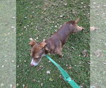 Small Photo #8 Mutt Puppy For Sale in Winston Salem, NC, USA