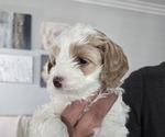 Puppy Sugar Cockapoo