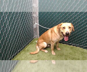 Labrador Retriever Dogs for adoption in Downey, CA, USA