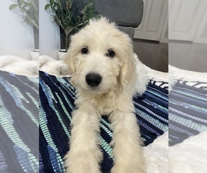 Goldendoodle Puppy for sale in NORTH HIGHLANDS, CA, USA